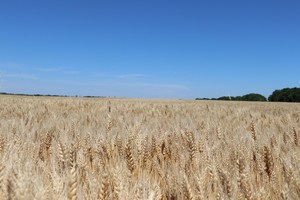 декларирование зерна продукции