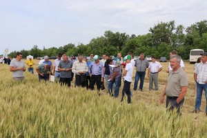 Очередной День поля провёл филиал в Жирновском раойне.