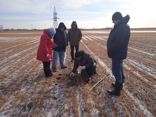 Экспертная группа побывала на полях озимых культур в Заволжской зоне.