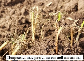 Повреждения личинками хлебной жужелицы