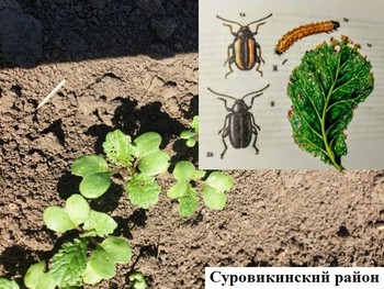 Крестоцветные блошки россельхозцентр