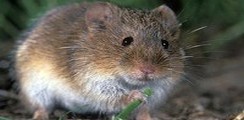 Информационный лист №38. Рекомендуем усилить контроль за посевами озимых зерновых культур.