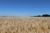 Рекордный урожай зерна и стабильность во всех сферах: итоги сельхозсезона в Волгоградской области.