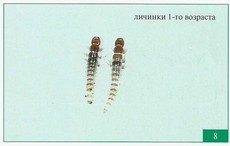 Хлебная жужелица 1-го возраста Хлебная жужелица 1-го возраста