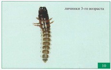 Хлебная жужелица 3-го возраста. Хлебная жужелица 3-го возраста.
